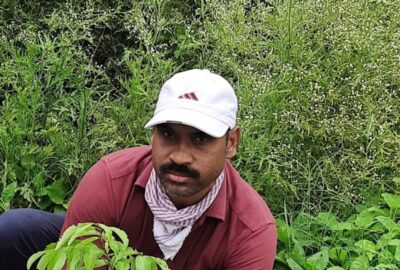 lichi plantation singal