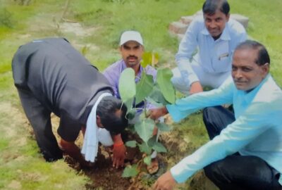peepal plantation with