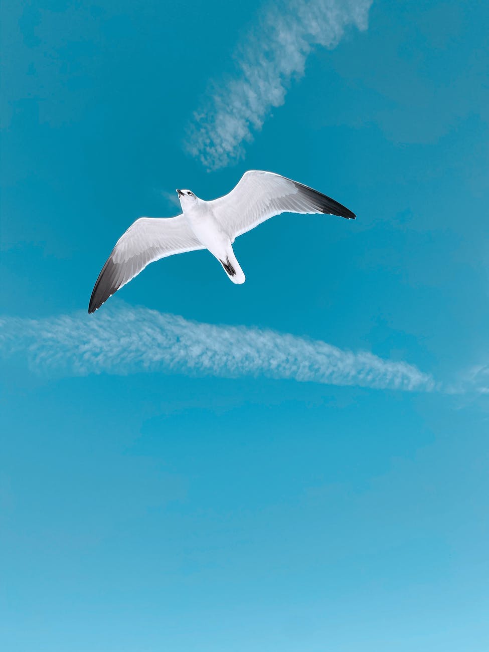 a seagull flying in the blue sky